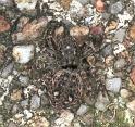 Sitticus_pubescens_F2141_Z_88_Les Gris_Frankrijk